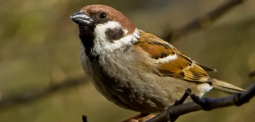 Effondrement du nombre d’oiseaux des villes et des champs depuis 30...
