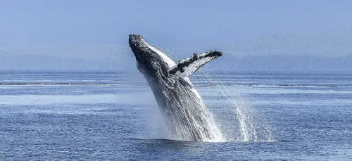 Un pêcheur « avalé » par une baleine s’en sort sain et sauf !