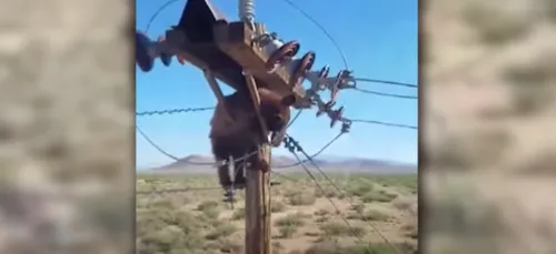 Un ours coincé sur un poteau électrique sauvé in extremis (VIDÉO)
