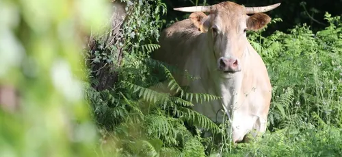 Une vache fugue en pleine nature pour tenter d'échapper à l’abattoir