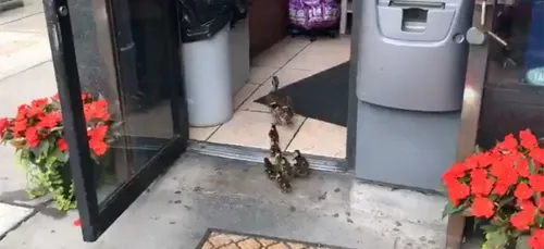 La vidéo de cette famille de canards en vadrouille dans un magasin...