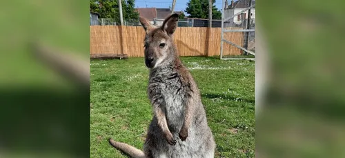 Seine-et-Marne : un wallaby s’est échappé d’une ferme pédagogique