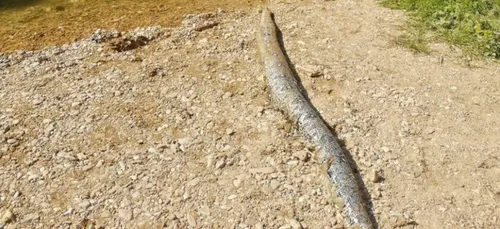 Un boa découvert par des adolescents dans une rivière du Doubs (Photo)