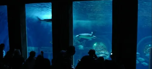 Sea Life Paris Val d’Europe fête ses vingt ans mercredi