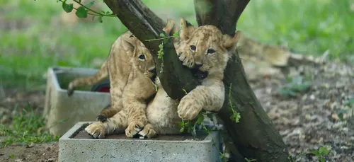 Dans les Yvelines, l’extension du zoo de Thoiry inquiète les riverains