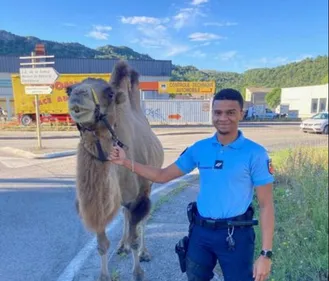 Un chameau récupéré par la gendarmerie sur un rond-point (Photo)