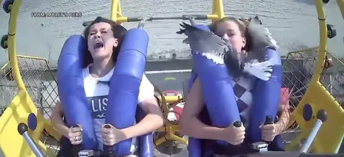 Une adolescente heurtée par une mouette dans une attraction à...