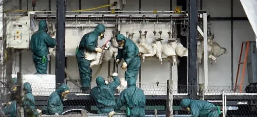 Vide sanitaire terminé