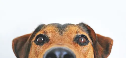 Découvrez la race de chien préférée des Français en 2018