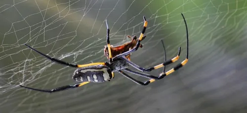 Une araignée vénéneuse pourrait soigner les troubles de l’érection !