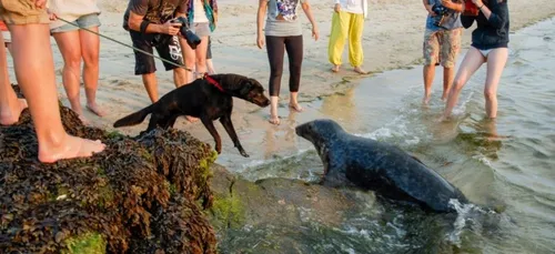 Le phoque You de retour