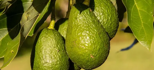 Manger trop d'avocat peut vous tuer