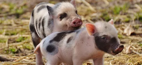 Après les bars à chats, voici un café dédié aux porcelets (Vidéo)