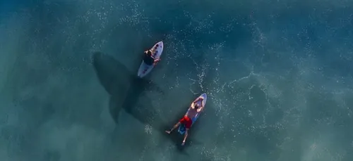 Un requin tue un surfeur à La Réunion