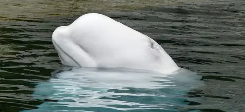 Elle fait tomber son téléphone dans la mer, un beluga le lui...