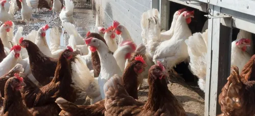 Retour de la grippe aviaire