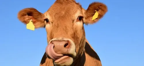 Le « KuhKuss Challenge » inquiète les autorités (Vidéo)