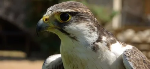 Appel hors du commun