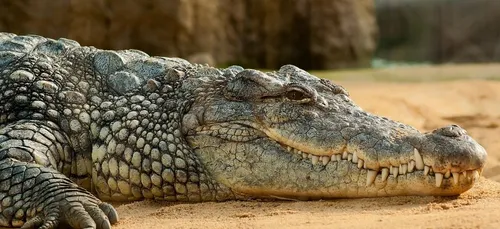 Une fillette de deux ans se fait dévorer vivante par des crocodiles