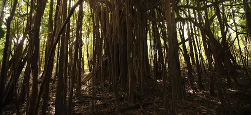 Incendies en Amazonie : quand les peoples diffusent de fausses photos