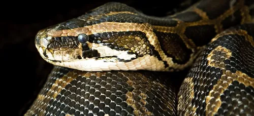 Un boa s’introduit dans un appartement et tue un chaton (Photo)