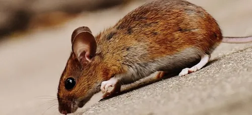 Une femme découvre une souris dans le rayon chocolat d’un...