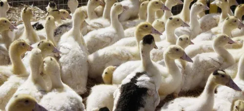 L'essentiel de l'actu 12/12/16 9H