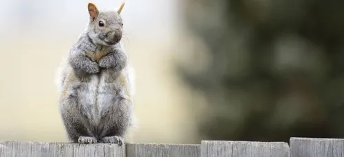 Cet écureuil rescapé d’un ouragan ne dort plus sans son doudou (photo)