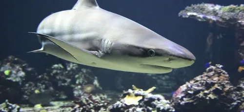Un enfant de 7 ans violemment éjecté de sa planche de surf par un...