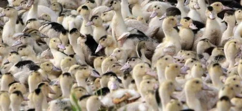 L'essentiel de l'actu 05/01/2017 9H