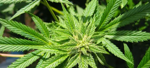 L'essentiel de l'actu 20/02/2017 9H