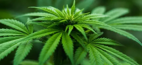 Coronavirus : aux Pays-Bas, c’est la ruée sur le cannabis (vidéo)