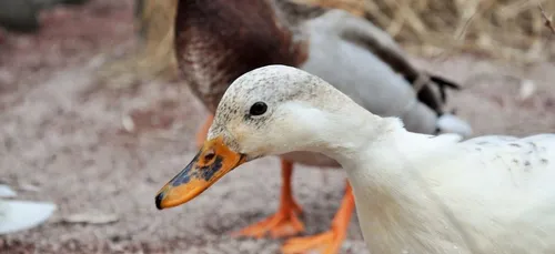 Grippe aviaire : six semaines de vide sanitaire 