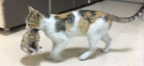 Une maman chat entre dans un hôpital pour déposer son petit malade...