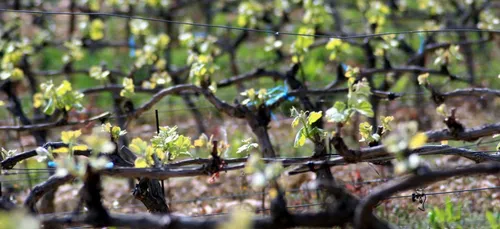 Les vignerons et maraîchers de la région durement touchés par le gel.