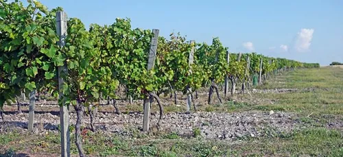 Gel en gironde : les professionnels attendent...