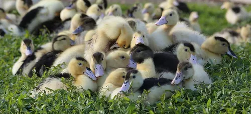 Une initiative pour les producteurs de canards du sud ouest.