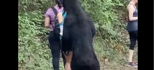 Approchée par un ours en pleine balade, elle tente tout de même un...