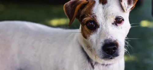 Son chien meurt asphyxié dans sa voiture pendant qu’il part se baigner