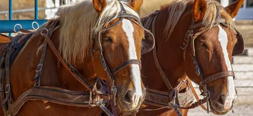 Un cheval meurt d’épuisement après avoir tiré des touristes sous la...