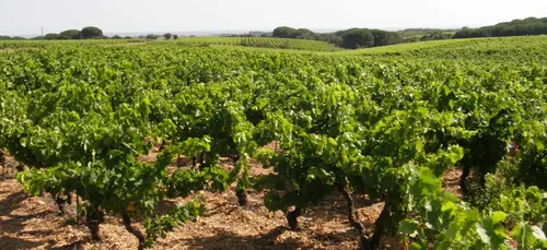 Gironde  : six ans de procédure contre les pesticides dans les vignes 