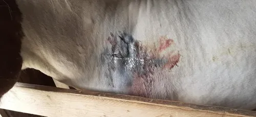 Chevaux mutilés : "pluralité d'auteurs et de modes opératoires"
