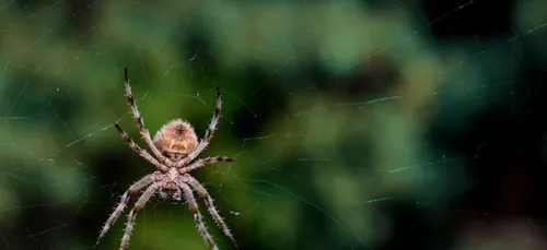 Piqué par une petite araignée, un homme frôle l’amputation du bras...