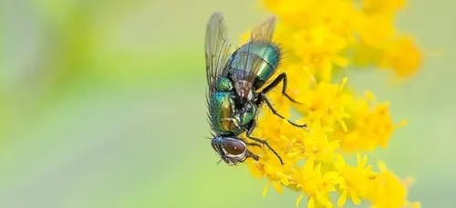 Il fait exploser sa cuisine en voulant tuer une mouche