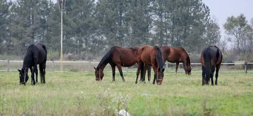 Chevaux mutilés : le suspect relâché