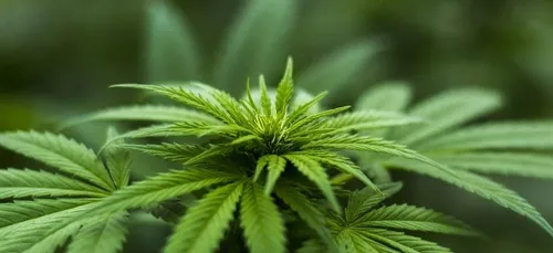 Une ville française candidate pour tester la légalisation du cannabis