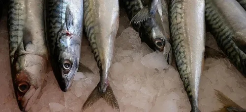 8 poissons sur 10 sur nos étales ne proviennent pas de la pêche...
