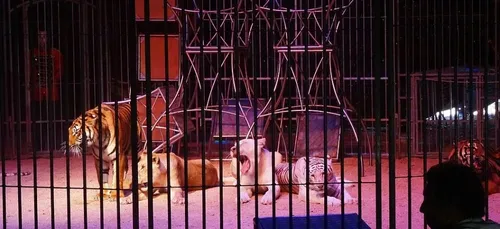 Vers la fin des animaux sauvages dans les cirques itinérants