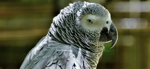 �SJe me faisais insulter de 'grosse p***'⬝ : des perroquets retirés...