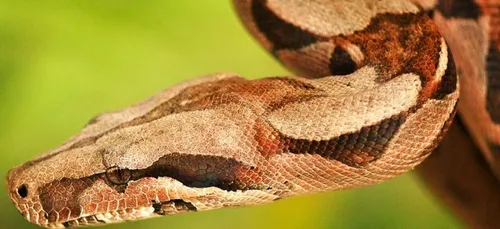 Gironde : un boa de 12 kilos en liberté devant chez eux 